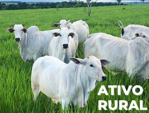 ATIVO FLORESTAL (MATA)