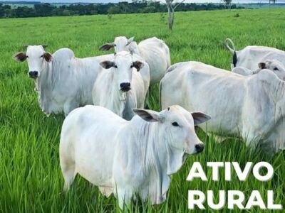 ATIVO RURAL FAZENDA